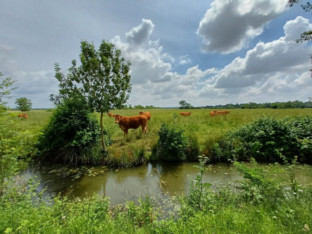 Vaches au pâturage dans les marais, à Moragne